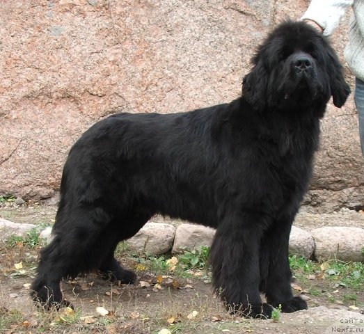 Фото: ньюфаундленд Плюшевая Панда Чери Свис (Plushevaya Panda Cheri Suisse)