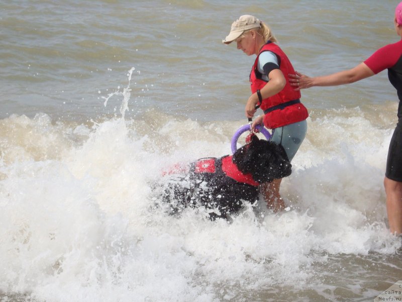 Фото: ньюфаундленд Арна (Arna)