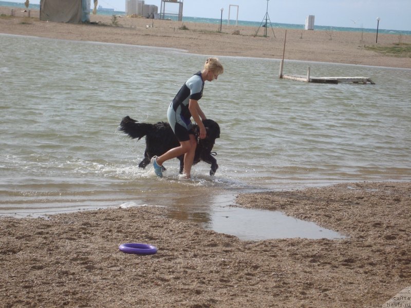 Фото: ньюфаундленд Арна (Arna), Наталья Афанасьева