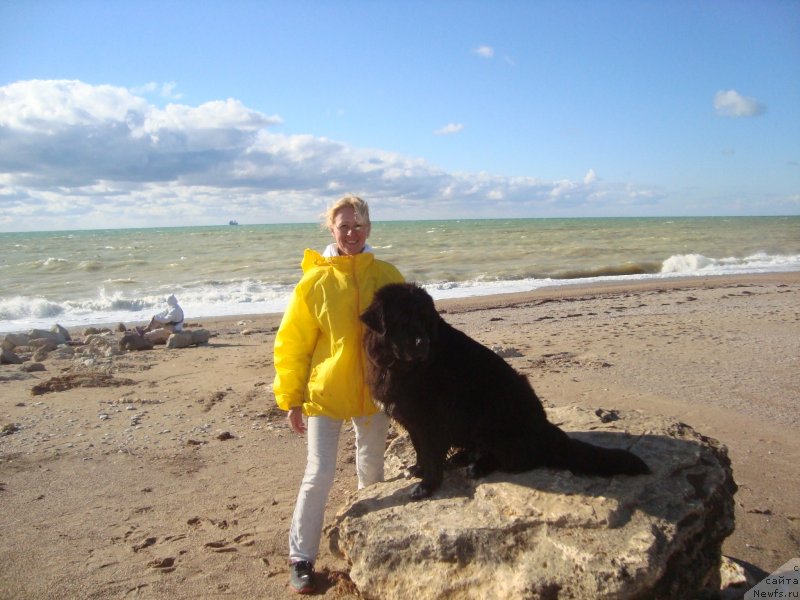 Фото: ньюфаундленд Арна (Arna), Наталья Афанасьева