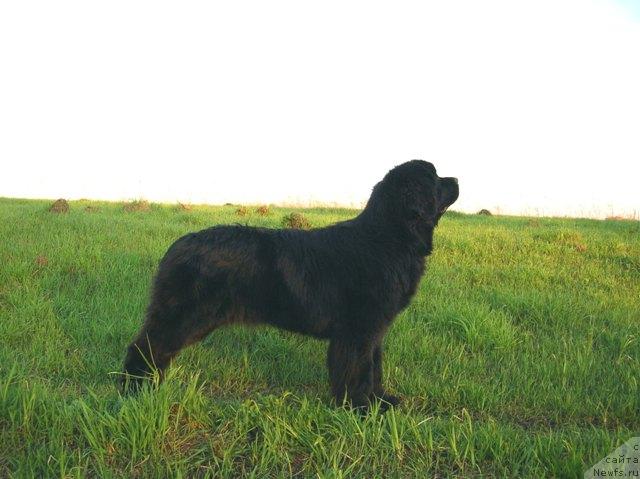Фото: ньюфаундленд King of Helluland Dizzy Beauty