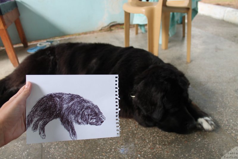 Фото: ньюфаундленд Арна (Arna)