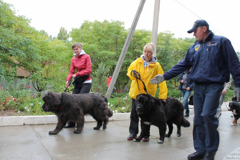 Фото: ньюфаундленд Арна (Arna), Наталья Афанасьева