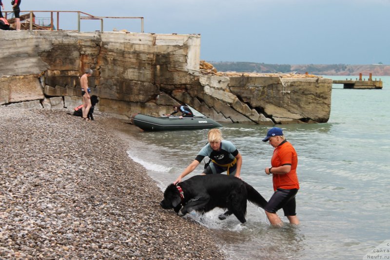 Фото: ньюфаундленд Арна (Arna), Наталья Афанасьева, Ингуна Тихомирова