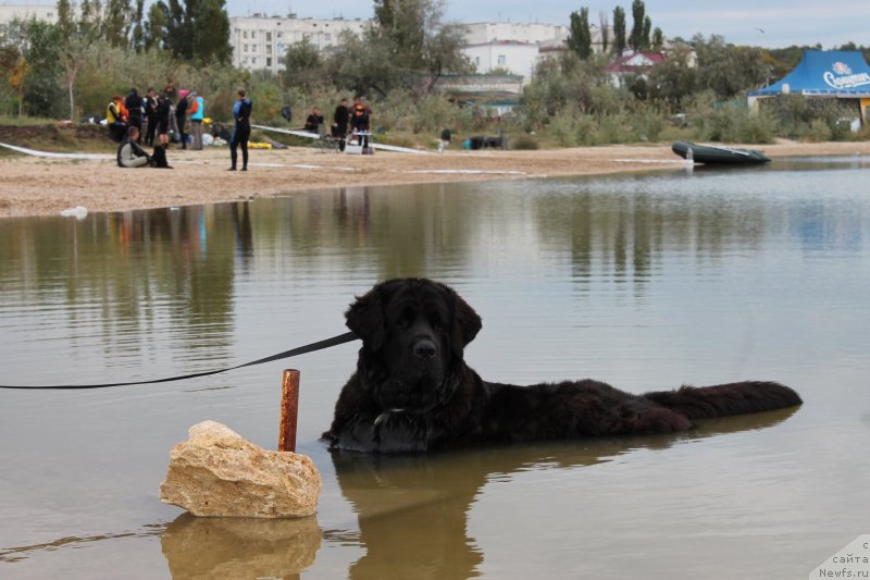 Фото: ньюфаундленд Арна (Arna)