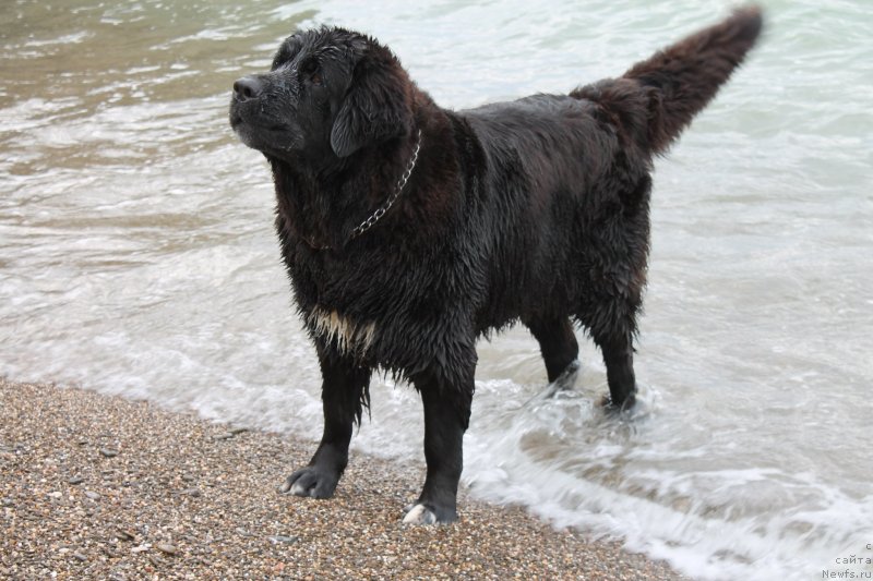 Фото: ньюфаундленд Арна (Arna)