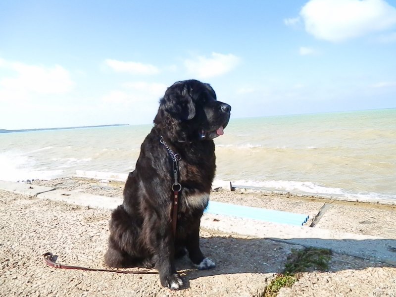 Фото: ньюфаундленд Арна (Arna)