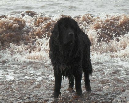 Фото: ньюфаундленд Арна (Arna)