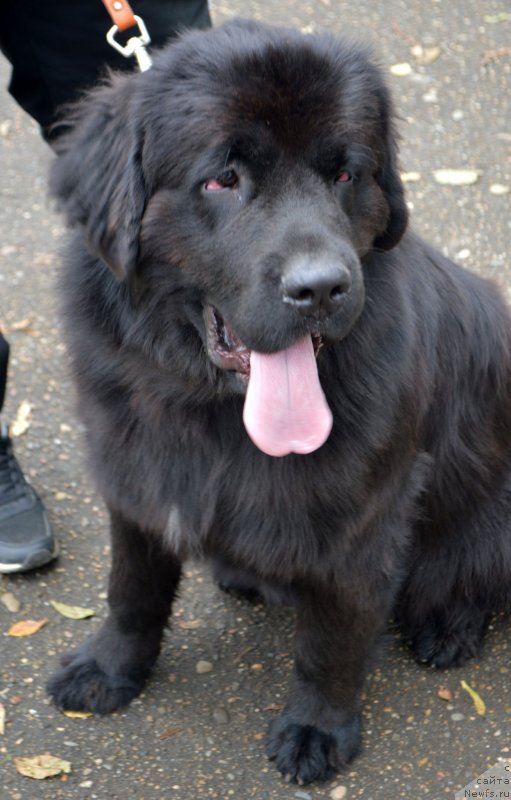 Фото: ньюфаундленд Амбер Чарм Иларита (Amber Charm Ilarita)