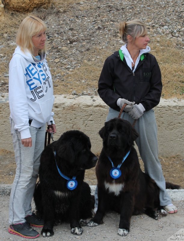 Фото: ньюфаундленд Арна (Arna), Наталья Афанасьева, ньюфаундленд Баффи (Baffi)