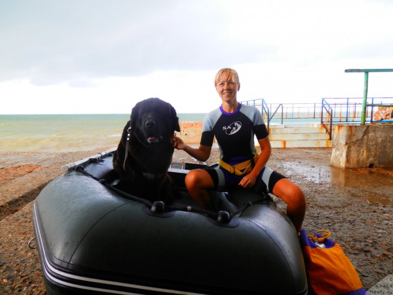 Фото: ньюфаундленд Арна (Arna), Наталья Афанасьева