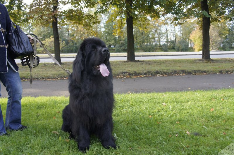 Фото: ньюфаундленд Смигар Обласканный Фортуной