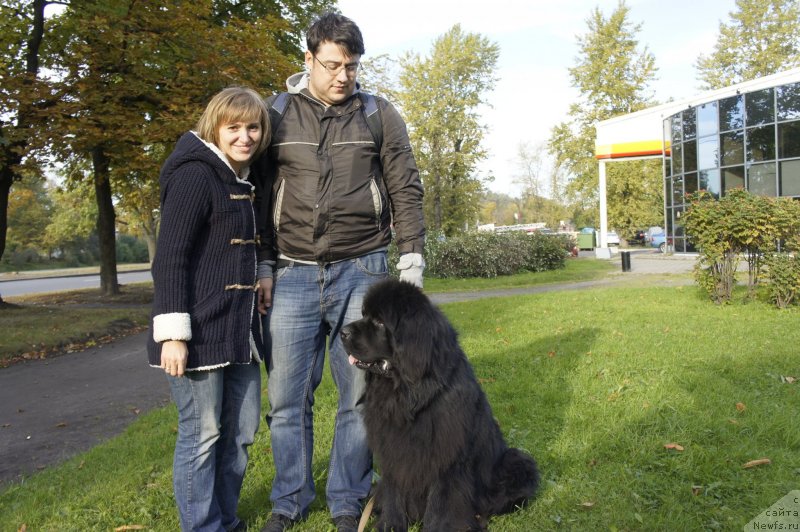 Фото: ньюфаундленд Смигар Обласканный Фортуной