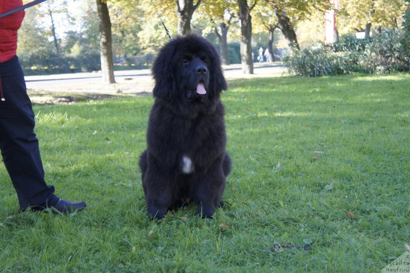 Фото: ньюфаундленд Смигар Львиное Сердце