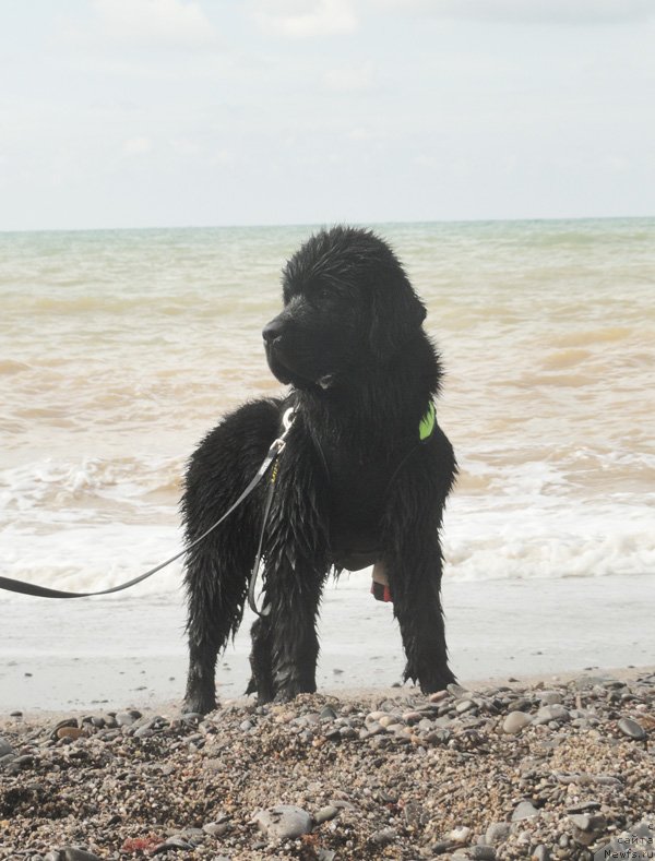 Фото: ньюфаундленд Бегущая по Волнам Есперанто Етуло Чуи