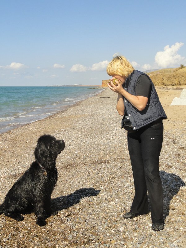 Фото: ньюфаундленд Бегущая по Волнам Есперанто Етуло Чуи, Маргарита Завацкова