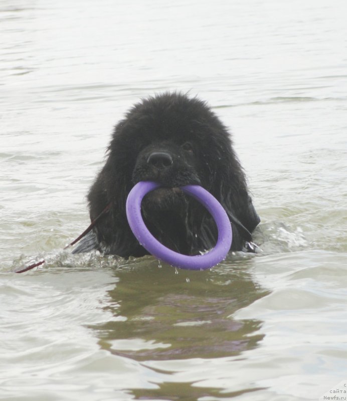 Фото: ньюфаундленд Питерньюф Омниа Винсет Амор (Piternyuf Omnia Vincet Amor)