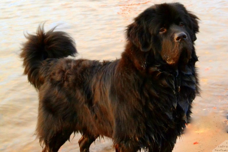 Фото: ньюфаундленд Ютуб Фор Ю