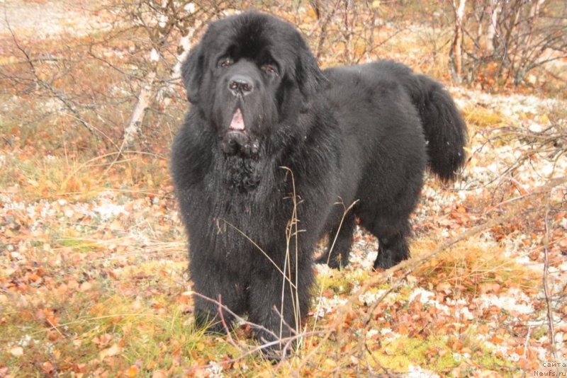 Фото: ньюфаундленд Бегущая по Волнам Зеро Коол