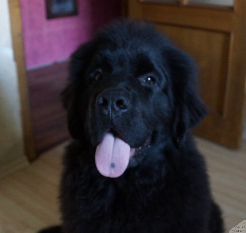 Фото: ньюфаундленд Сент Джонс Жискар Д'Эстен Эдмон (Sent Djons Zhiscar D'Estaing Edmon)