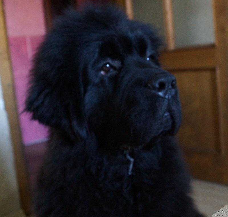 Фото: ньюфаундленд Сент Джонс Жискар Д'Эстен Эдмон (Sent Djons Zhiscar D'Estaing Edmon)