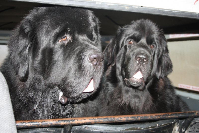 Фото: ньюфаундленд Бегущая по Волнам Зеро Коол, ньюфаундленд Neretum Tribe Xagrid