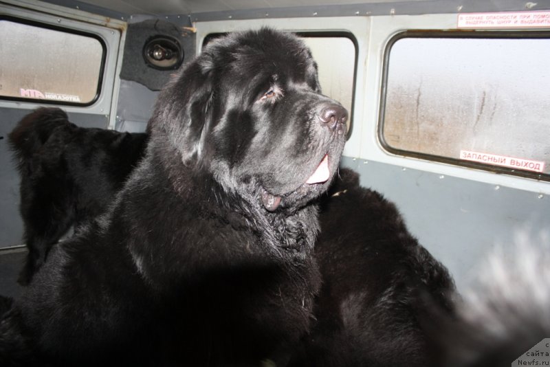 Фото: ньюфаундленд Бегущая по Волнам Зеро Коол