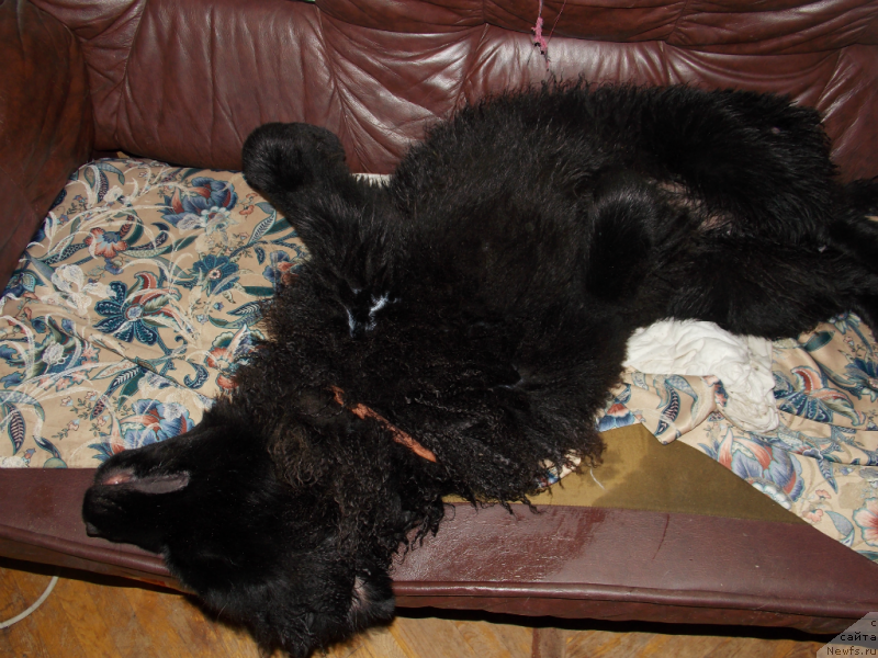 Фото: ньюфаундленд Лепесток Лилии