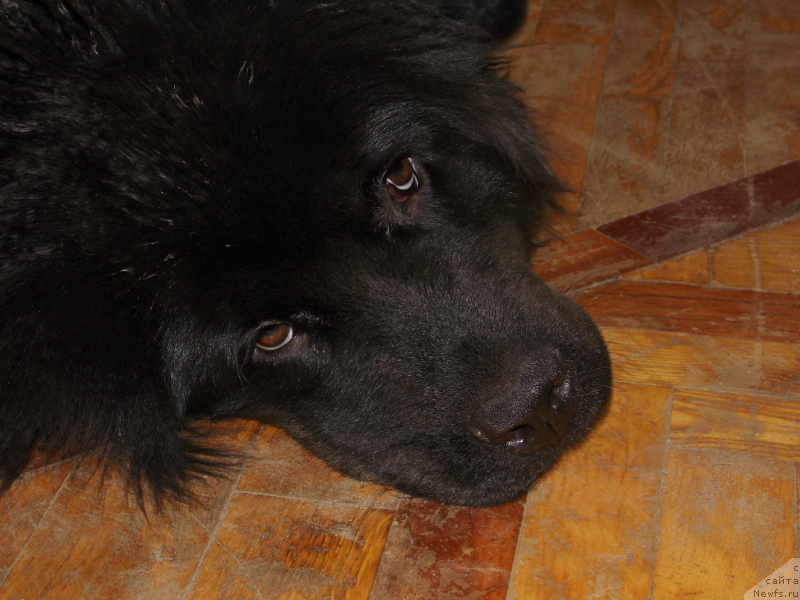 Фото: ньюфаундленд Лепесток Лилии