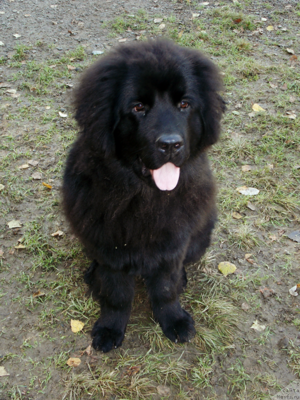 Фото: ньюфаундленд Лепесток Лилии