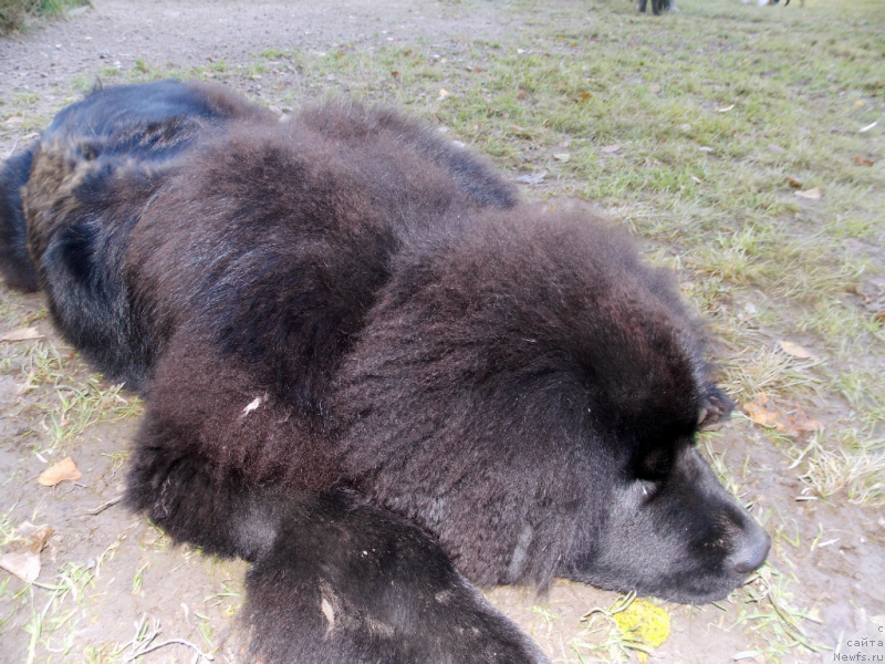 Фото: ньюфаундленд Лепесток Лилии