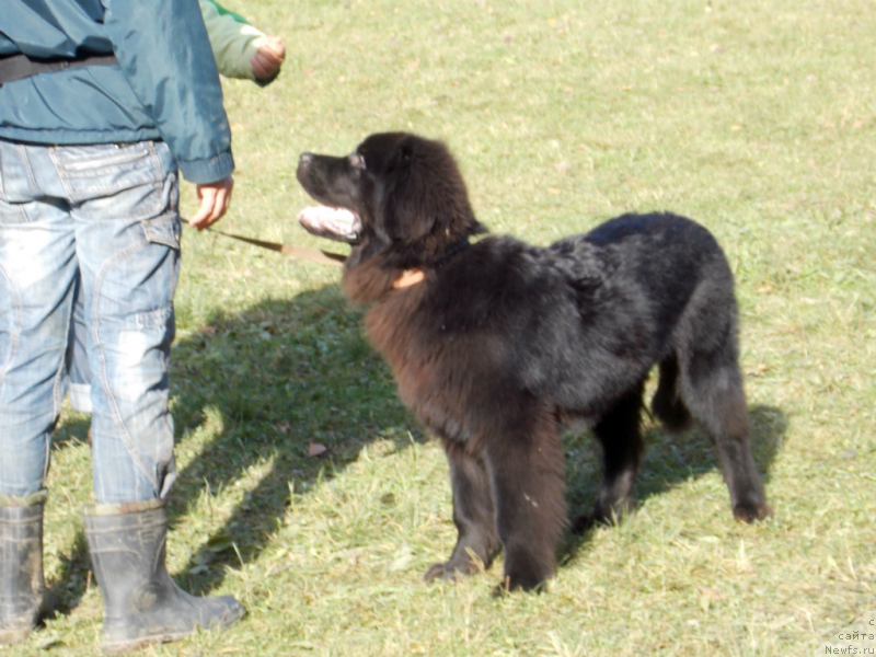 Фото: ньюфаундленд Лемюэль Дериен