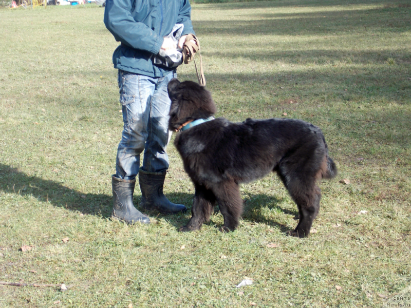 Фото: ньюфаундленд Лемюэль Дериен