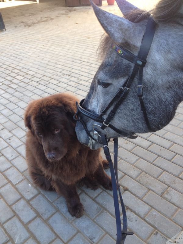 Фото: ньюфаундленд Петер-Беар Бизерта Соул