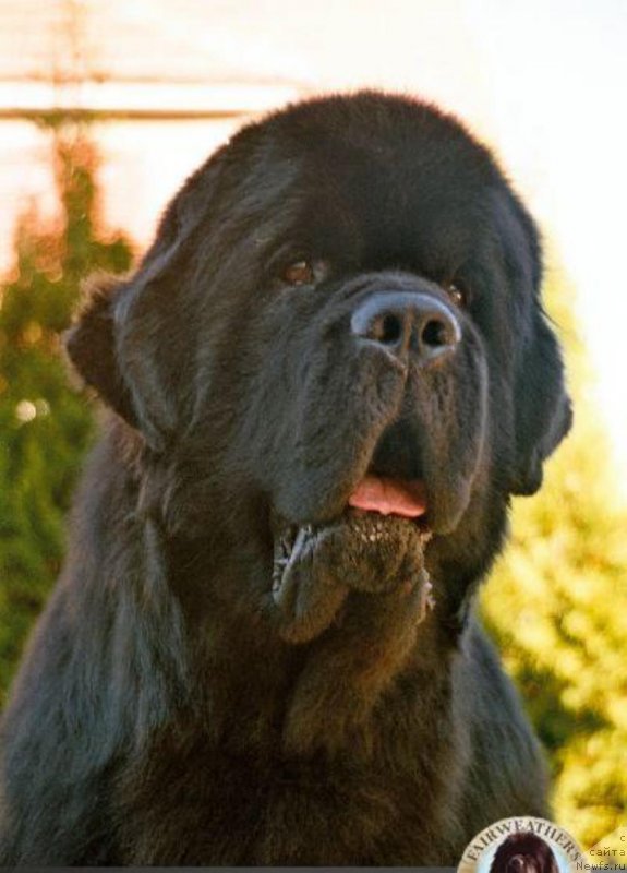 Фото: ньюфаундленд Darbydales Smart Alec