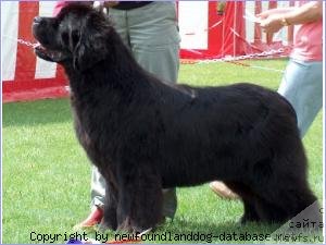 Фото: ньюфаундленд Fairweathers Diamond Snow Flake