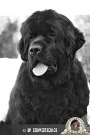 Фото: ньюфаундленд Skippers Ellen King of Helluland