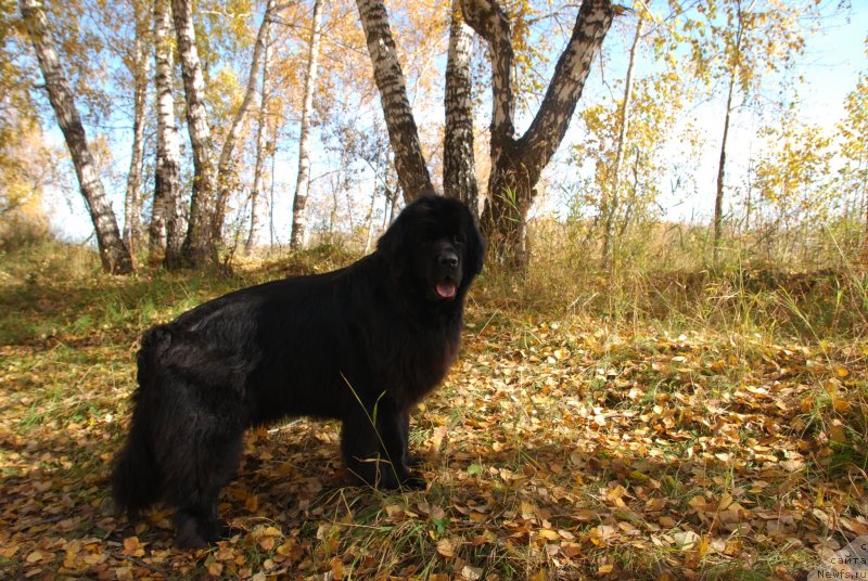 Фото: ньюфаундленд Формула Любви от Сибирского Медведя