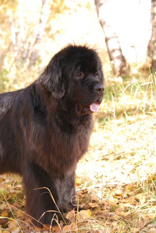 Фото: ньюфаундленд Формула Любви от Сибирского Медведя