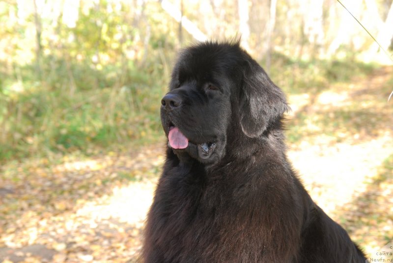 Фото: ньюфаундленд Формула Любви от Сибирского Медведя