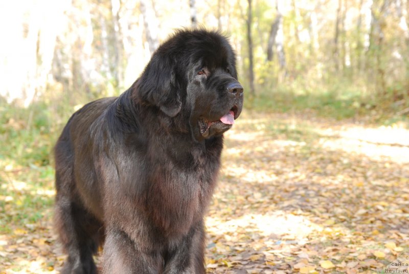 Фото: ньюфаундленд Формула Любви от Сибирского Медведя
