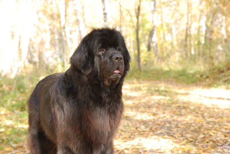 Фото: ньюфаундленд Формула Любви от Сибирского Медведя