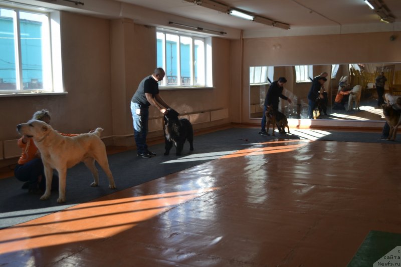 Фото: ньюфаундленд Акватория Келвин Шарлиз (Aquatoriya Kelvin Sharliz)