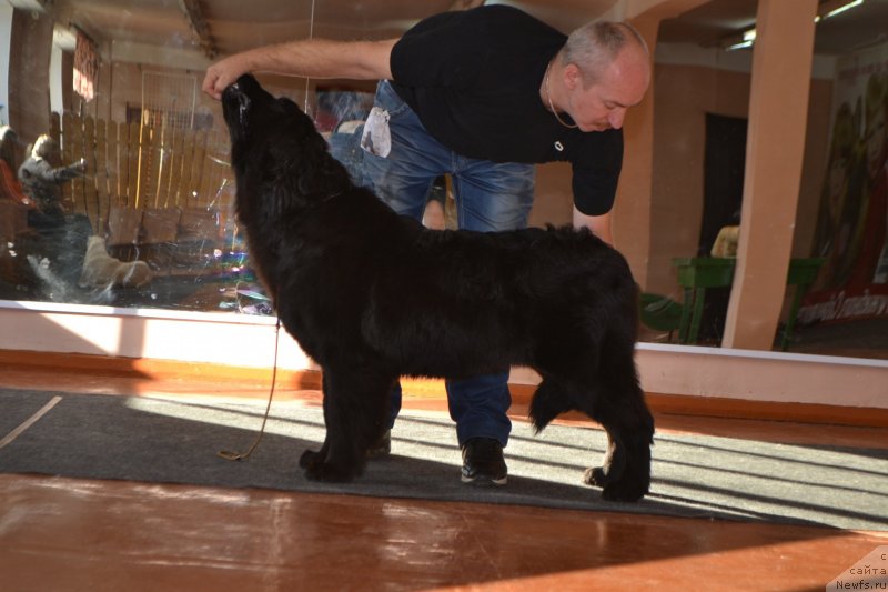 Фото: ньюфаундленд Акватория Келвин Шарлиз (Aquatoriya Kelvin Sharliz)