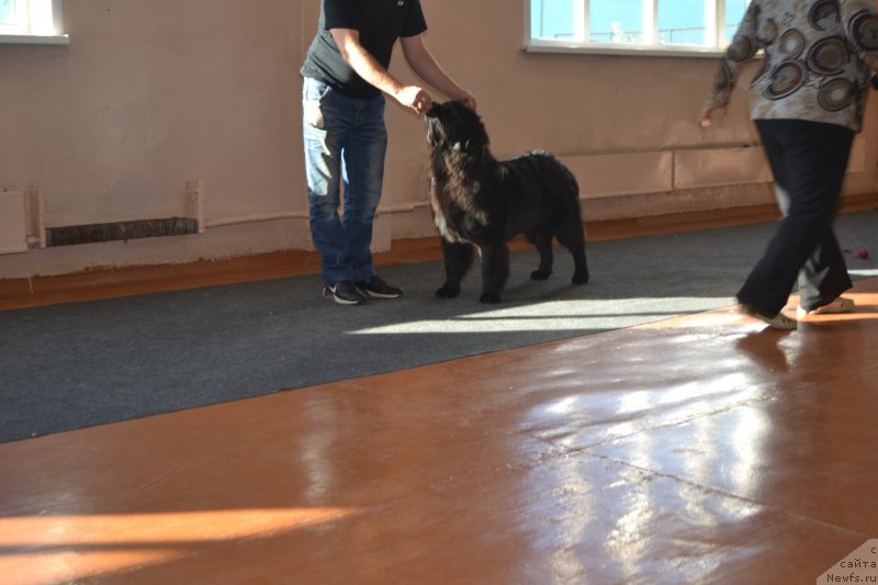 Фото: ньюфаундленд Акватория Келвин Шарлиз (Aquatoriya Kelvin Sharliz)