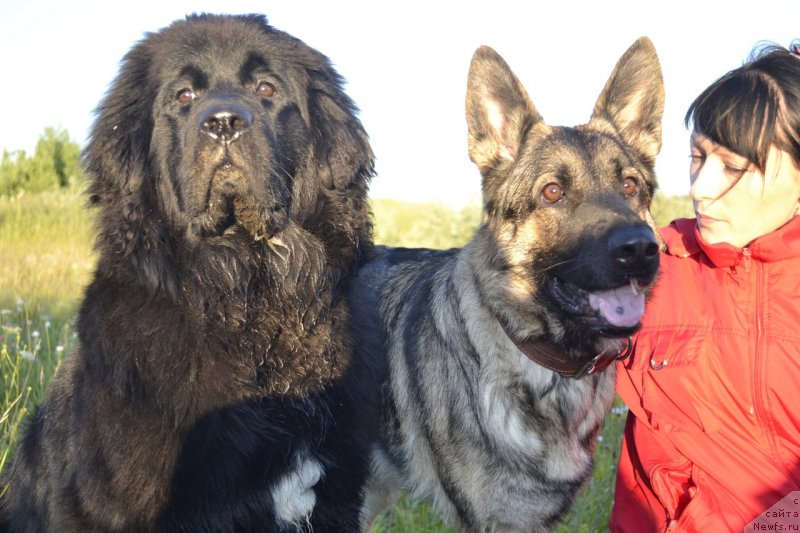 Фото: ньюфаундленд Ю Белонг Ту Ми