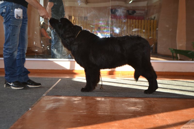 Фото: ньюфаундленд Акватория Келвин Шарлиз (Aquatoriya Kelvin Sharliz)