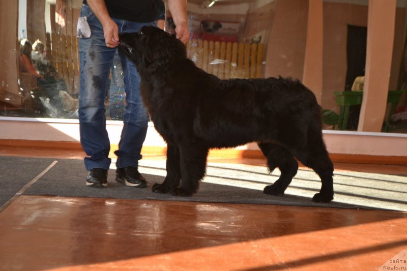 Фото: ньюфаундленд Акватория Келвин Шарлиз (Aquatoriya Kelvin Sharliz)