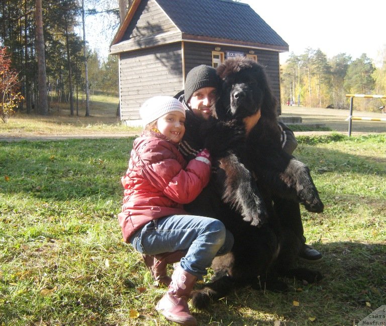 Фото: ньюфаундленд Вин Дизель для Ньюфорт