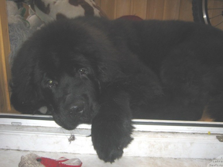 Фото: ньюфаундленд Вин Дизель для Ньюфорт